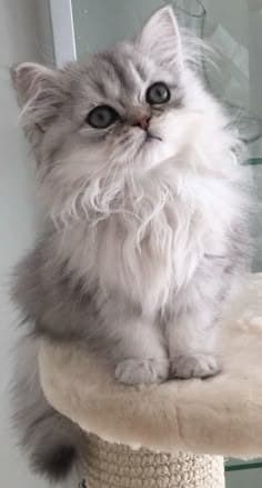 Sipariş için gönderilen orijinal kedi fotoğrafı
